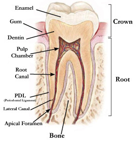 Tooth anatomy