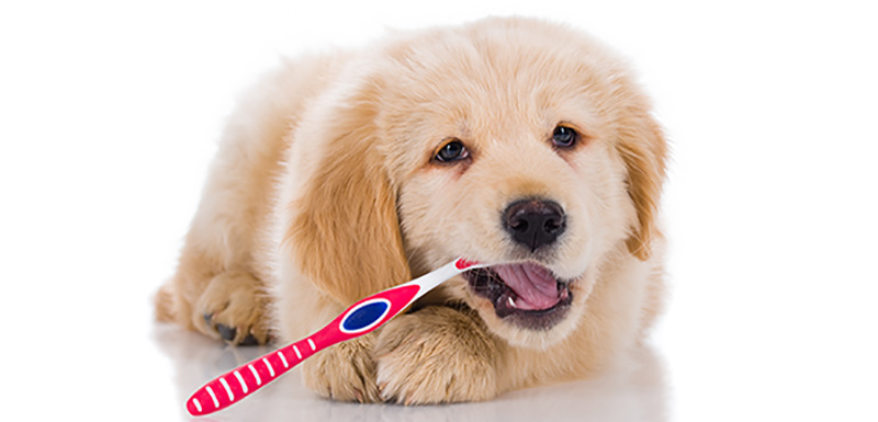 toothbrush